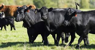 Live cattle and sheep